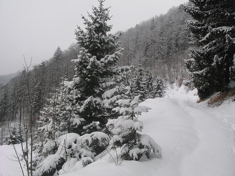 Holzberger in Sicht